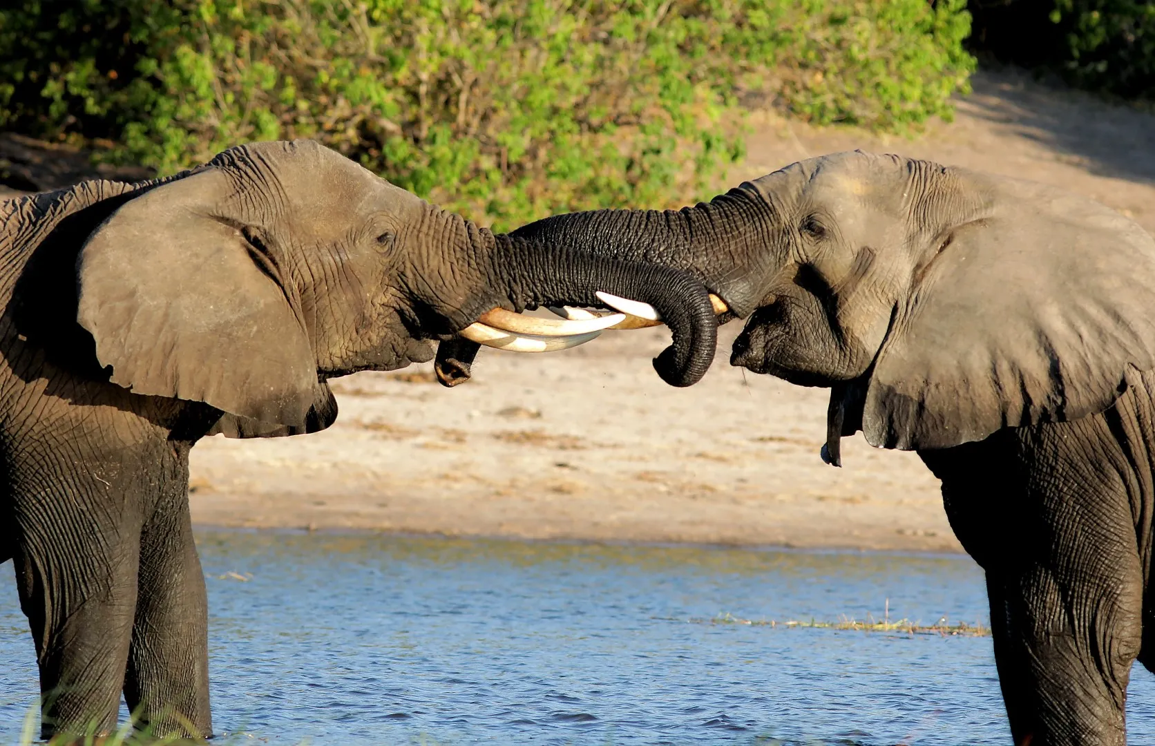Elephant 5: Question & Problem