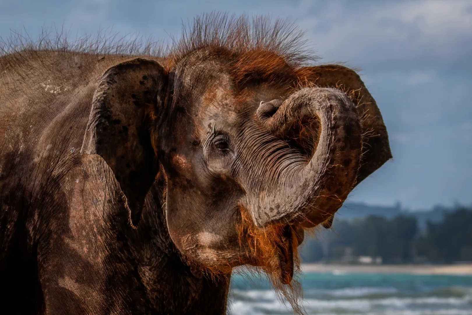 Elephant 4: Quality