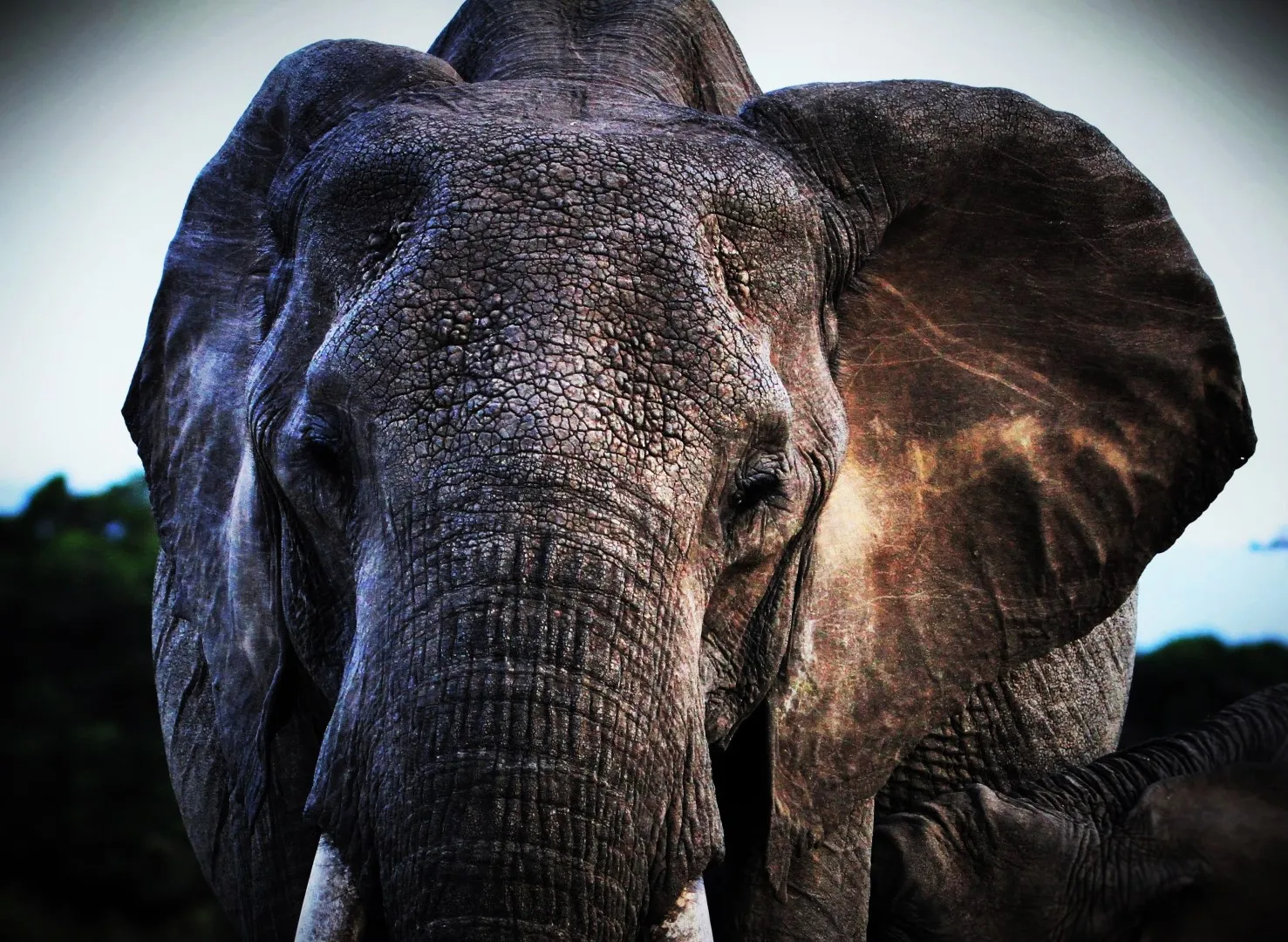 Elephant 1: Munger