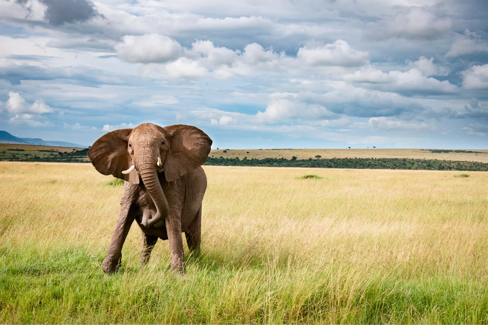 Elephant 2: Manual
